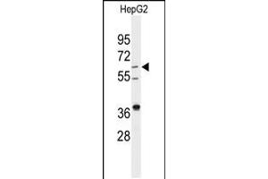 Western blot analysis of anti-DHCR24 Antibody in HepG2 cell line lysates (35ug/lane) (Seladin 1 Antikörper  (AA 218-246))