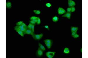 Immunofluorescence staining of HepG2 cells with ABIN7148955 at 1:200, counter-stained with DAPI. (Cyclin Y Antikörper  (AA 2-170))