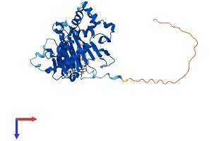 ALKBH1 Protein (AA 1-389) (His tag)