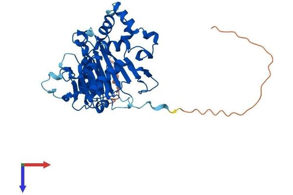 ALKBH1 Protein (AA 1-389) (His tag)