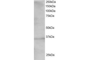 Image no. 1 for anti-Transcription Factor 19 (TCF19) (C-Term) antibody (ABIN374353) (TCF19 Antikörper  (C-Term))