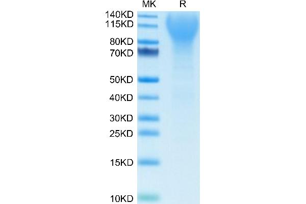 CD43 Protein (AA 20-248) (His tag)