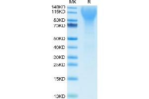 Mouse CD43 on Tris-Bis PAGE under reduced condition. (CD43 Protein (AA 20-248) (His tag))