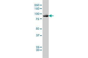 Western Blotting (WB) image for anti-Mps1 (TTK) (AA 1-176) antibody (ABIN563279)