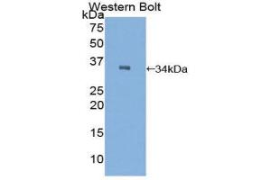 Western Blotting (WB) image for anti-C2 Calcium-Dependent Domain Containing 3 (C2CD3) (AA 2051-2323) antibody (ABIN1858187) (C2CD3 Antikörper  (AA 2051-2323))