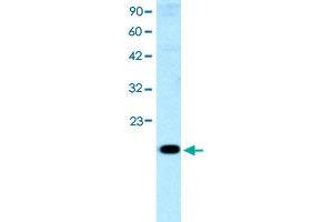 Western Blot analysis of HepG2 cell lysate with CITED1 polyclonal antibody  at 0. (CITED1 Antikörper  (Internal Region))