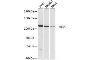 Western blot analysis of extracts of various cell lines using HIRA Polyclonal Antibody at dilution of 1:1000. (HIRA Antikörper)