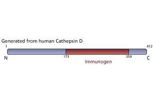 Image no. 2 for anti-Cathepsin D (CTSD) antibody (ABIN968184) (Cathepsin D Antikörper)