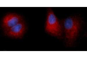 Immunofluorescence (IF) image for anti-Carboxypeptidase E (CPE) (AA 43-476) antibody (PE) (ABIN5565197) (CPE Antikörper  (AA 43-476) (PE))
