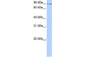 NUFIP2 antibody used at 0. (NUFIP2 Antikörper  (N-Term))