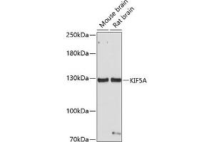 Western blot analysis of extracts of various cell lines, using KIF5A antibody (ABIN1680589, ABIN3017664, ABIN3017665 and ABIN6220202) at 1:1000 dilution. (KIF5A Antikörper  (AA 933-1032))