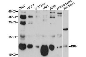 Western blot analysis of extracts of various cell lines, using ERH antibody (ABIN5997694) at 1:3000 dilution. (ERH Antikörper)