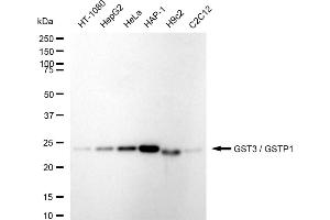 Western blotting analysis using GST3 / GSTP1 antibody (ABIN7798758). (Rekombinanter GSTP1 Antikörper)