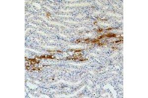 Immunohistochemical analysis of Fibronectin staining in mouse kidney formalin fixed paraffin embedded tissue section. (Fibronectin Antikörper)