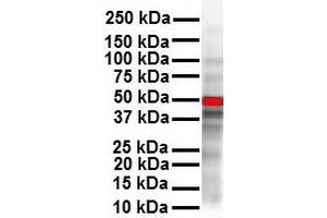 WB Suggested Anti-CCND1 antibody Titration: 1 ug/mL Sample Type: Human SH-SY5Y (Cyclin D1 Antikörper  (N-Term))