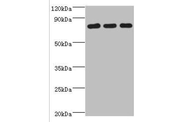 CXXC1 Antikörper  (AA 1-210)