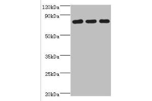 Western blot All lanes: CXXC-type zinc finger protein 1 antibody at 2 μg/mL Lane 1: THP-1 whole cell lysate Lane 2: Mouse liver tissue Lane 2: Mouse spleen tissue Secondary Goat polyclonal to rabbit IgG at 1/10000 dilution Predicted band size: 76, 77 kDa Observed band size: 76 kDa (CXXC1 Antikörper  (AA 1-210))