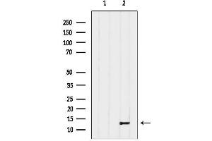 Western blot analysis of lysates from Hela, using PPP1R1C Antibody.