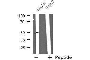 Western blot analysis of extracts from HepG2 cells using NBPF7 antibody. (NBPF7 Antikörper  (C-Term))