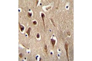Immunohistochemistry analysis in formalin fixed and paraffin embedded human brain tissue reacted with FBXO39 Antibody (C-term) followed by peroxidase conjugation of the secondary antibody and DAB staining. (FBXO39 Antikörper  (C-Term))