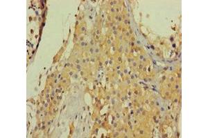 Immunohistochemistry of paraffin-embedded human testis tissue using ABIN7148261 at dilution of 1:100 (Collagen, Type VI, alpha 6 (COL6A6) (AA 430-982) Antikörper)