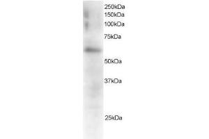 Image no. 1 for anti-Gardner-Rasheed Feline Sarcoma Viral (V-Fgr) Oncogene Homolog (FGR) (C-Term) antibody (ABIN374126) (Fgr Antikörper  (C-Term))