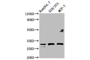 Western Blot Positive WB detected in: RAW264. (RPL7A Antikörper  (AA 2-138))