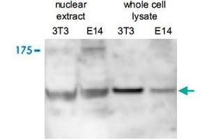 Western blot was performed on nuclear extracts and whole cell lysates from mousefibroblasts (NIH/3T3) and embryonic stem cells (E14Tg2a) with Ctr9 polyclonal antibody , diluted 1 : 500 in BSA/PBS-Tween. (CTR9 Antikörper)