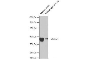 GNAO1 Antikörper