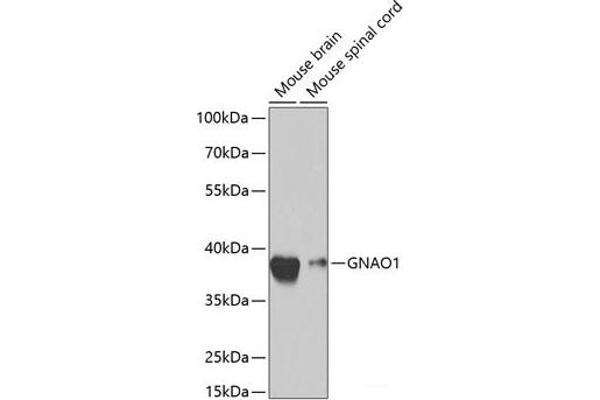 GNAO1 Antikörper