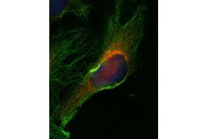 Indirect immunofluorescence on HELA cells (dilution 1 : 500; red) in combination with anti-α-tubulin (cat.