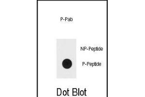 Dot blot analysis of Bi-phospho-ERK1/2-/ Antibody (ABIN389990 and ABIN2839771) on nitrocellulose membrane. (ERK1/2 Antikörper  (pThr202, pTyr204))
