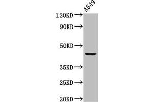 Western Blot Positive WB detected in: A549 whole cell lysate All lanes: LAMP3 antibody at 2 μg/mL Secondary Goat polyclonal to rabbit IgG at 1/50000 dilution Predicted band size: 45 kDa Observed band size: 45 kDa