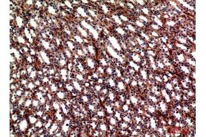 Immunohistochemistry (IHC) analysis of paraffin-embedded Mouse Kidney, antibody was diluted at 1:100. (ITGA5 Antikörper  (Internal Region))
