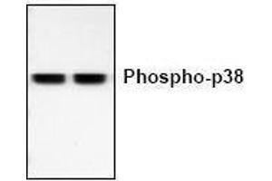 Image no. 1 for anti-Mitogen-Activated Protein Kinase 14 (MAPK14) (pThr180), (pTyr182) antibody (ABIN127118) (MAPK14 Antikörper  (pThr180, pTyr182))