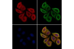 ABIN7094604 and ABIN7098654 staining Hela cells by IF/ICC. (PLVAP Antikörper  (C-Term))