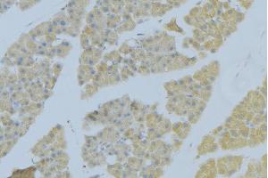 ABIN6276893 at 1/100 staining Human pancreas tissue by IHC-P. (Syndecan 2 Antikörper  (C-Term))