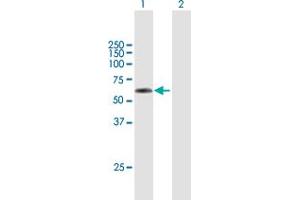 Western Blot analysis of TSEN2 expression in transfected 293T cell line by TSEN2 MaxPab polyclonal antibody. (TSEN2 Antikörper  (AA 1-465))