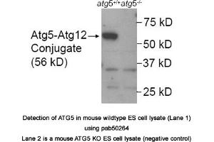 Image no. 1 for anti-ATG5 Autophagy Related 5 (ATG5) (AA 1-50), (N-Term) antibody (ABIN363573) (ATG5 Antikörper  (N-Term))