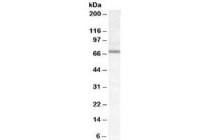 Western blot testing of mouse NIH3T3 cell lysate with DACH2 antibody at 0. (DACH2 Antikörper)