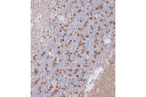 Immunohistochemical analysis of A on paraffin-embedded Human cerebellum tissue.