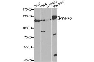 Western blot analysis of extracts of various cell lines, using SYNPO antibody. (SYNPO Antikörper)