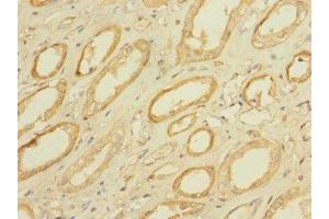 Immunohistochemistry of paraffin-embedded human kidney tissue using ABIN7159336 at dilution of 1:100 (PAQR5 Antikörper  (AA 1-51))