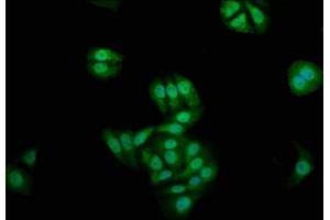 Immunofluorescence staining of HepG2 cells with ABIN7165845 at 1:200, counter-stained with DAPI.