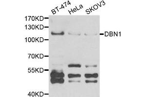 Western blot analysis of extracts of various cell lines, using DBN1 antibody (DBN1 Antikörper)