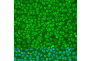 Immunofluorescence analysis of U2OS cells using PTPN11 Polyclonal Antibody at dilution of 1:100. (PTPN11 Antikörper)