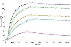 Human IL21 captured on Protein A Chip can bind Recombinant Macaca fascicularis IL21R (ABIN7937707, ABIN8118316 and ABIN8118317) with an affinity constant of 1.