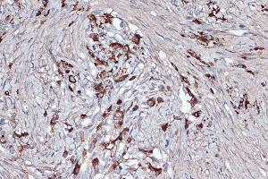 Immunohistochemistry (IHC) image for anti-Xanthine Dehydrogenase (XDH) antibody (ABIN7271408)