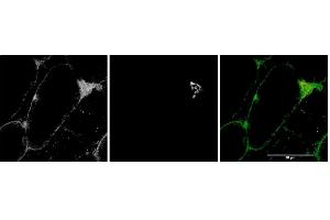 ABIN571223 (1µg/ml) staining of Mouse Skeletal Muscle (first panel, and in green in third panel).