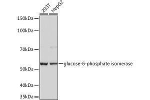 Western blot analysis of extracts of various cell lines, using Glucose 6 phosphate isomerase Rabbit mAb  at 1:1000 dilution. (GPI Antikörper)